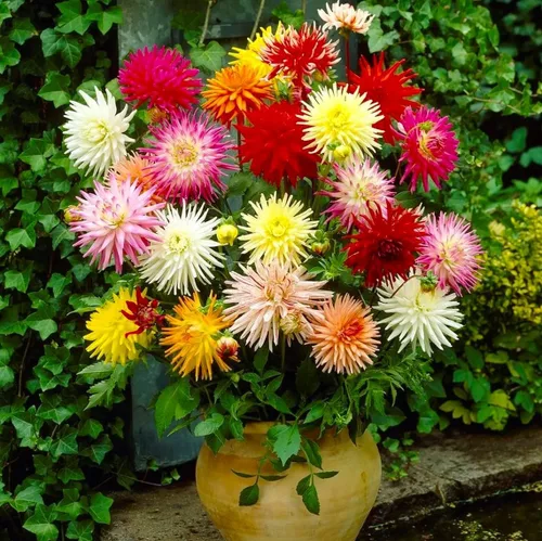 Miniatura 2 de Needle Cactus Dalia Seed Mix 50 semillas sin OMG para plantar