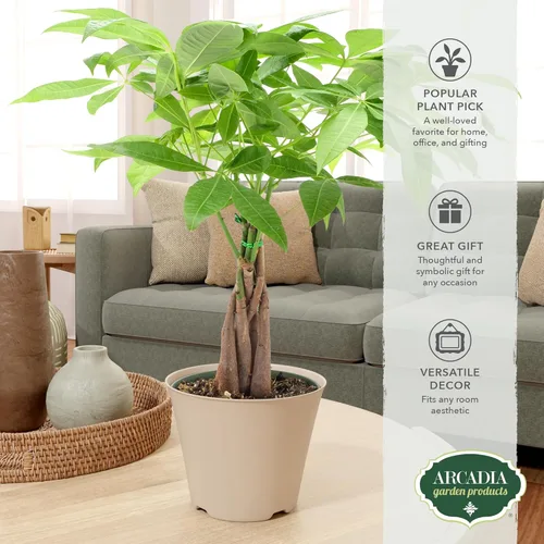 Miniatura 5 de LV64 Árbol del dinero trenzado vivo Pachira Aquatica Planta de interior en maceta de plástico de la marca Arcadia Garden Product's, regalo