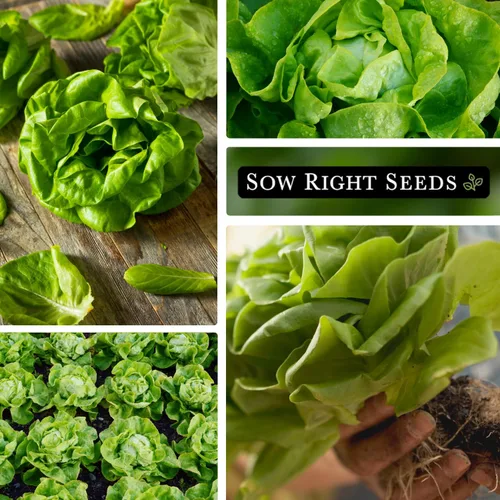 Miniatura 4 de Sow Right Seeds - Semillas de lechuga Buttercrunch para plantar - Paquete de reliquia sin OMG con instrucciones para plantar un huerto doméstico