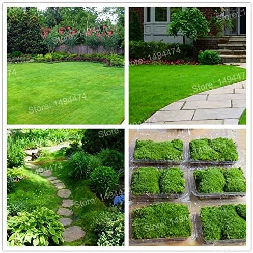Plántulas de bonsái para hierba, 300 unids/bolsa, plantas de musgo irlandés Sagina Subulata, Sphagnum musgo bonsái plantas decorativas de hierba