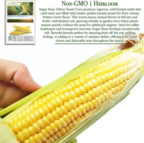 Miniatura 3 de Sugar Buns - Semillas de maíz dulces amarillas (Zea mays) – Más de 50 semillas sin OMG y reliquias de Isla's Garden Seeds, orejas de maduración
