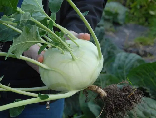 Semillas de col gigante exóticas de colinabo | Paquete de más de 100 semillas | Cultiva este repollo gigante de reliquia | Semillas de vegetales