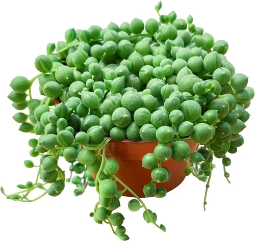 Miniatura 14 de Suculentas vivas Othonna Capensis Collar de Rubí (4 pulgadas), plantas suculentas totalmente enraizadas en macetas con tierra, planta