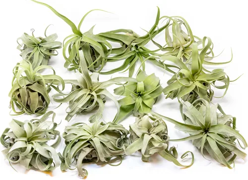 Miniatura 4 de Medium Air Plants Streptophylla - Plantas suculentas de interior y exterior de Tillandsia vivas - Disponible al por mayor y a granel - Decoración