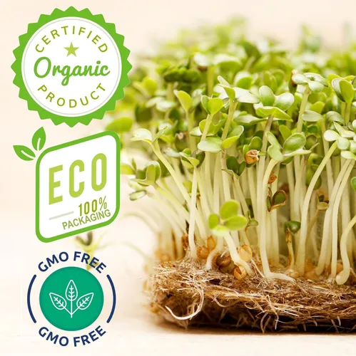 Miniatura 2 de ZestiGreens Semillas de brócoli para germinar 16 onzas – Semillas de microgreens orgánicas sin OMG – Brotes de brócoli ricos en sulforafano