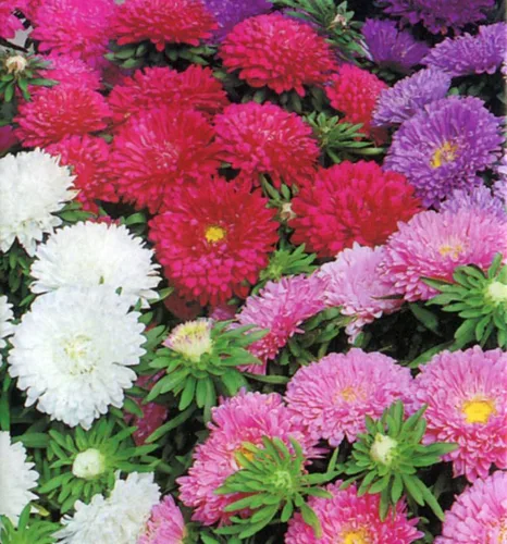 Miniatura 2 de Aster, Gigantes de California, 100 semillas, hermosas flores vívidas y brillantes