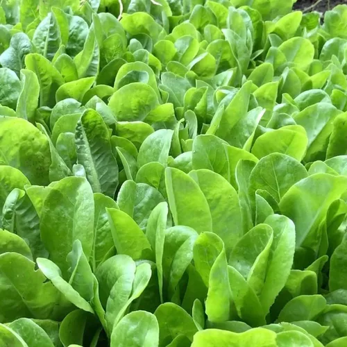 Miniatura 4 de Mezcla de ensalada de primavera 25000 semillas para plantar 'Cut and Come Again', 12 variedades de lechuga, espinaca, rúcula y col rizada.