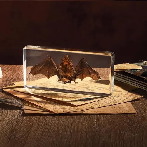 Miniatura 15 de Espécimen de esqueleto de murciélago real en resina para educación científica en el aula, gran regalo para fanáticos de la taxidermia, cráneo