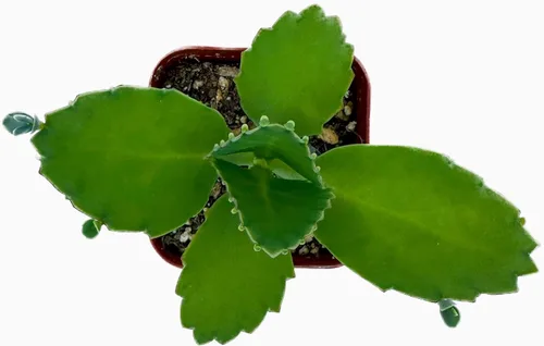 Mother of Miles Mexican Hat Kalanchoe Diagremontiana - Planta suculenta viva en maceta de 2 pulgadas con tierra totalmente enraizada. Fácil de