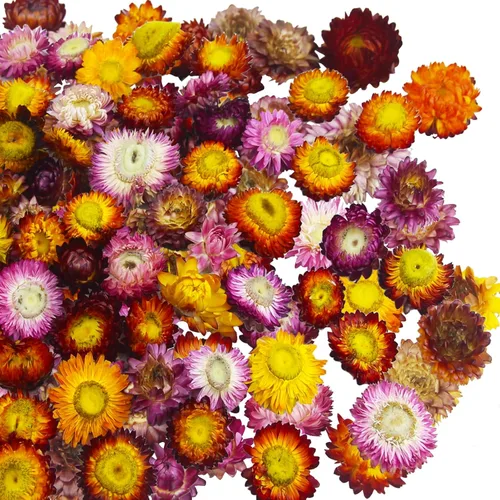 Miniatura 10 de CITYES 240 unidades de cabezas de flores de margarita secas naturales a granel, gerberas multicolores, girasoles reales, crisantemos con cuerda