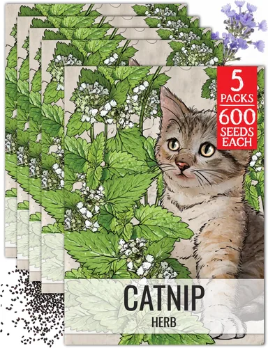 Miniatura 11 de Seed Needs Semillas de hierba gatera para plantar Nepeta cataria - Semillas de hierbas sin OMG y sin tratar para plantar y cultivar un jardín