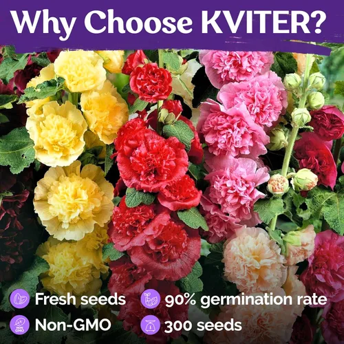 Miniatura 5 de KVITER 300 semillas de malva silvestre (Alcea rosea) para plantar, paquete de 2 - semillas autóctonas Flores altas Imán para polinizadores