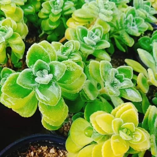 Miniatura 6 de Plectranthus Vick Plant - Maceta viva de 4 pulgadas, la planta viene sin maceta, planta suculenta Plectranthus Vick viva para plantar en interiores