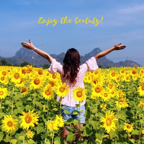 Miniatura 6 de Semillas de girasol de mamut para plantar, para plantar alrededor de 500 girasoles gigantes, paquete a granel de semillas de girasol, semillas