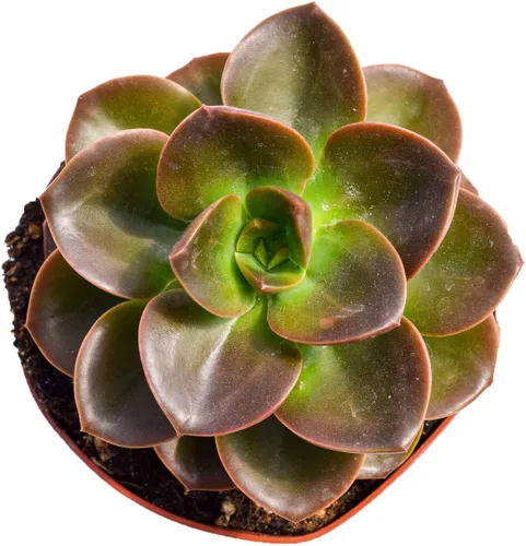Miniatura 3 de Planta suculenta Echeveria viva – Suculenta Echeveria de 4 pulgadas totalmente arraigada (– Echeveria Borgoña Pearl)