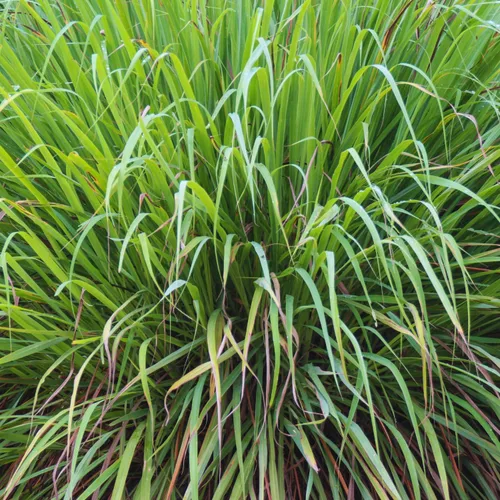 Miniatura 3 de 600 semillas de limoncillo para plantar, semillas de hierba de limón, semillas de jardín de hierbas, fáciles de plantar