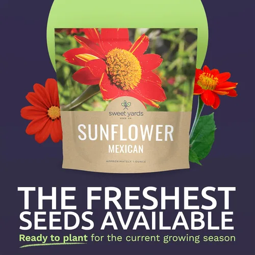 Miniatura 2 de Semillas de girasol mexicano - Paquete extra grande - Más de 2,500 semillas de flores silvestres polinizadas abiertas sin OMG - Tithonia rotundifolia