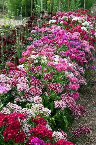 Miniatura 3 de Sweet William Flowers 100+ semillas, hermosos racimos
