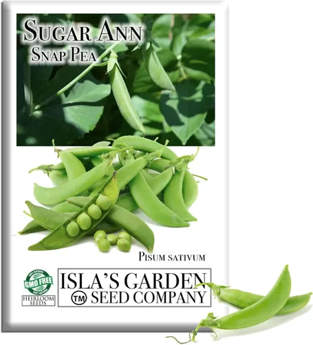 Sugar Ann Snap Pea Seeds (Pisum sativum, variedad Early Bush Snap) – Más de 50 semillas de reliquia sin OMG, de Isla's Garden Seeds, cápsulas dulces