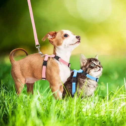 Miniatura 5 de Outus Juego de arnés ajustable de conejo y correa de 5 piezas a prueba de escape, chaleco para mascotas, correr, caminar, trotar, conejito, gato