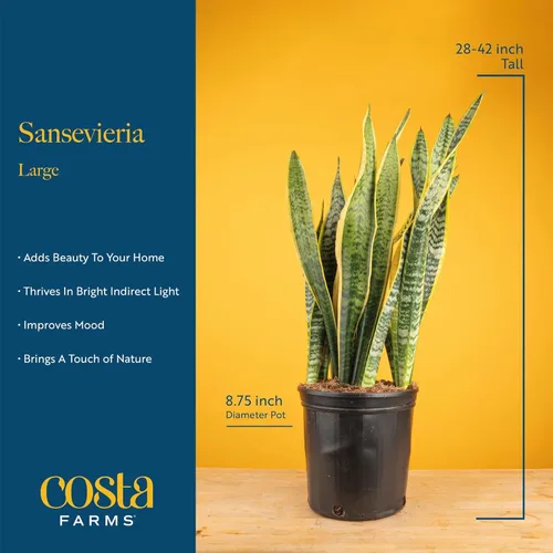 Miniatura 4 de Costa Farms Planta Serpiente, Planta Viva Lengua de Suegra en Maceta Decorativa, Planta Suculenta de Interior Grande y Fácil de Mantener para Casa