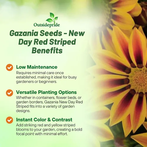 Miniatura 3 de Outsidepride New Day - Semillas de Gazania a rayas rojas para plantar, 25 piezas de semillas perennes, de bajo mantenimiento, tolerantes a la sequía