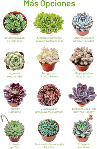 Miniatura 6 de Suculentas vivas "Baby Toes" (4 pulgadas), plantas suculentas totalmente enraizadas en macetas con tierra, planta de casa de fácil cuidado