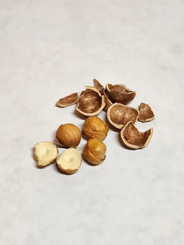 Miniatura 6 de Avellanas en cáscara, cultivadas en el huerto de nuestra familia en el estado de Washington (crudo, 8 libras)