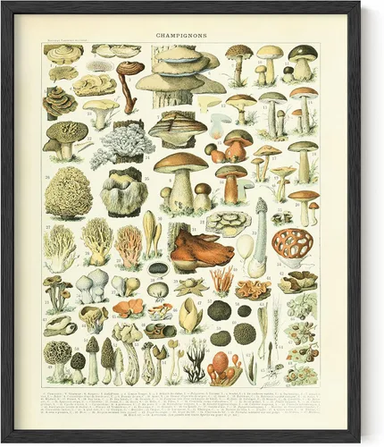 HAUS AND HUES Póster vintage de hongos – Arte de pared de hongos Adolphe Millot estampado botánico, decoración Cottagecore, póster de planta vintage