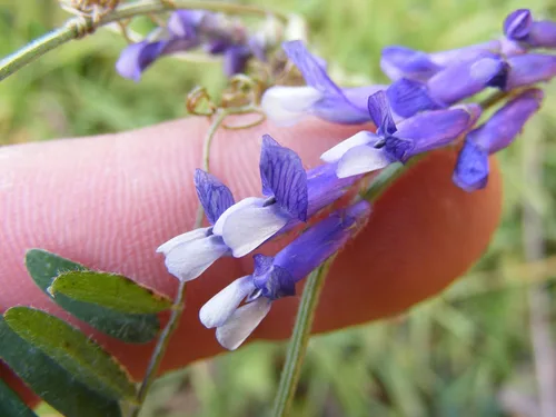 Miniatura 3 de Semilla de leguminosa de arveja peluda (10 libras) – Elige el tamaño. Willamette Valley, cultivada en Oregon, sin OMG, sin rellenos, sin
