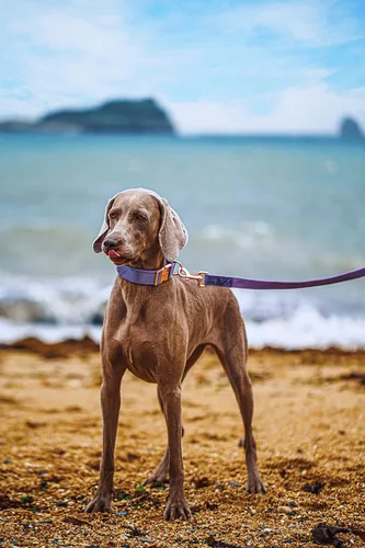 Miniatura 5 de ARING PET Juego de collar y correa de terciopelo para perro, collar y correa de perro morado suave, collares ajustables para perros Púrpura