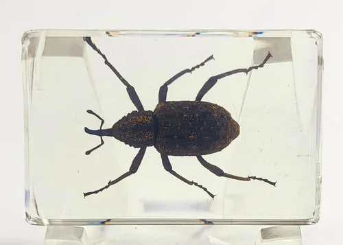 Miniatura 19 de Escarabajo británico Chafer de rosa real de 1.732 pulgadas en resina de lucita cristalina, muestra preservada de cetonia aurata, insectos