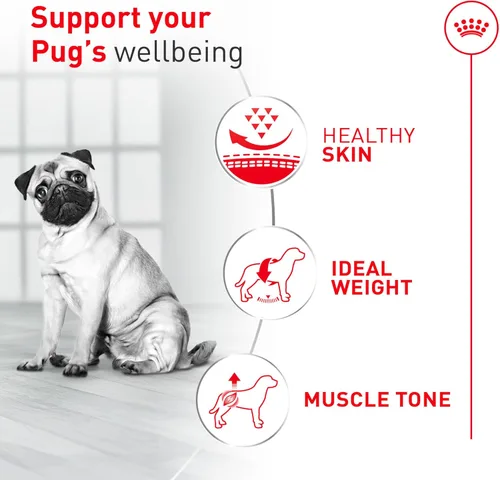 Miniatura 5 de Royal Canin Pug - Alimento seco específico para perros de raza adulta, bolsa de 10 libras