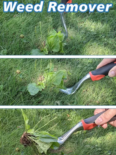 Miniatura 7 de SciencePurchase Juego de 4 herramientas de jardinería – Paleta de trasplante, rastrillo cultivador de mano, paleta de mano y removedor de malezas