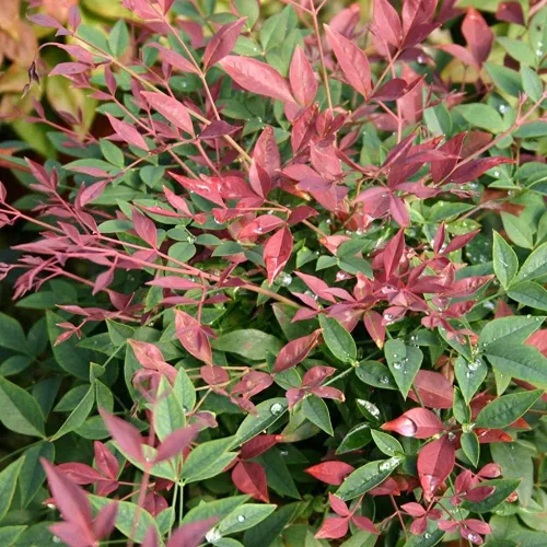Miniatura 3 de Blooming & Beautiful - Obsession Nandina - 3 gal - Southern Living - Arbusto de hoja perenne - Follaje de color rojo - Cultivo compacto - Zonas 6-10