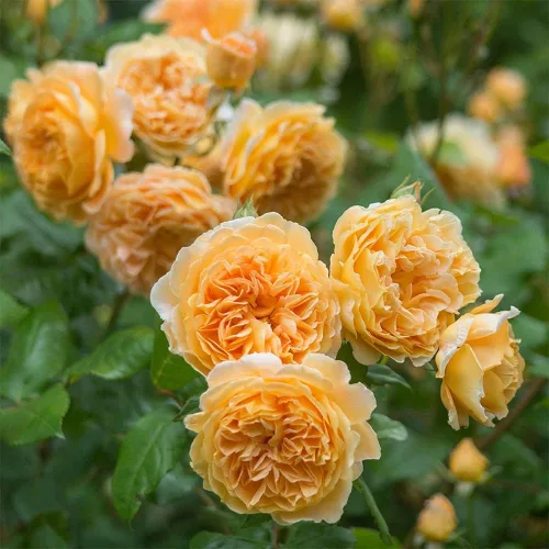 Rosas trepadoras inglesas de reliquia, planta de raíz propia viva para jardín al aire libre, Crown Princess Margareta®, muy fragantes, zonas de