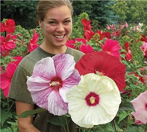 100 semillas de flores de Hibiscos gigantes de colores varios, para decorar el hogar y plantar en macetas o en el patio