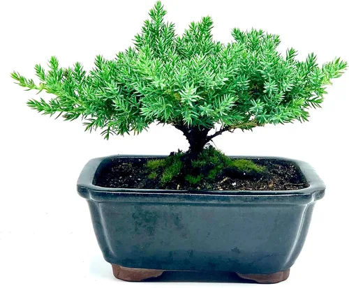 Miniatura 3 de Árbol bonsái enano vivo de enebro Interior/exterior 100% hecho a mano Decoración para el hogar y la oficina El mejor regalo para vacaciones