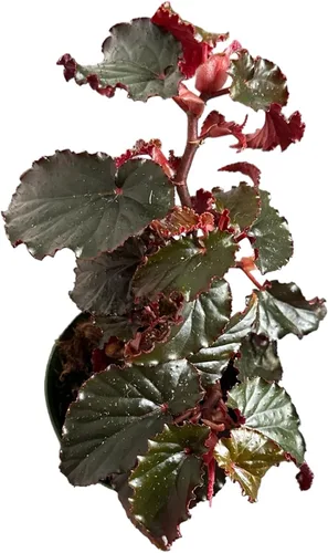 Miniatura 5 de Begonia Black Magic, Begonia Rex, maceta de 4 pulgadas, planta viva muy única y fácil de cuidar