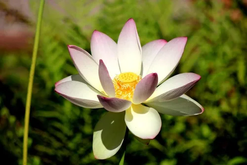 Miniatura 5 de Semillas de flores acuáticas y de estanque "American Lotus" para plantar, 2 semillas por paquete, semillas de jardín de Isla
