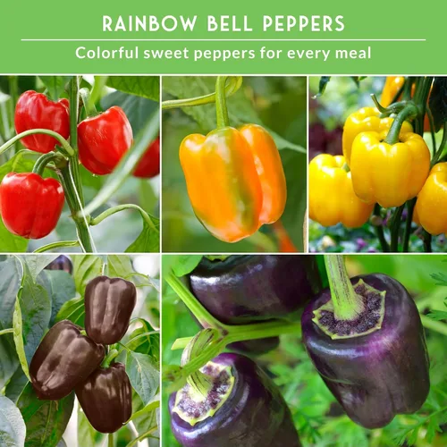 Miniatura 4 de Colección de semillas de pimientos Bell – Paquete de 5 Semillas amarillas, naranjas, California Wonder, Purple Beauty y chocolate dulce