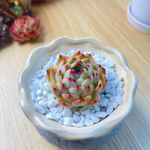 Miniatura 3 de Succulent Plants Live– Easy Care Bare Root Succulents for Indoor Outdoor Decor, Mini Live Plants for Home, Garden, Office, & Gift Ideas