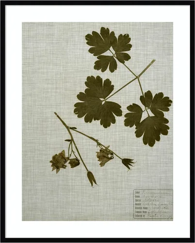 Miniatura 13 de Amanti Art Vision Studio - Lienzo decorativo para pared, 36 x 30 pulgadas, hojas prensadas en lino I por Vision Studio, arte de pared de naturaleza