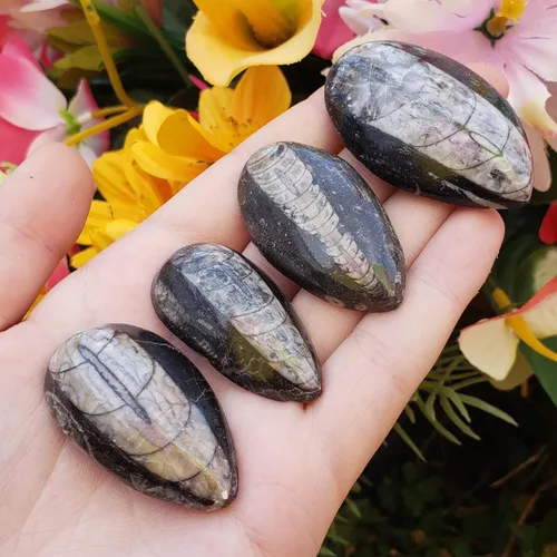 Miniatura 4 de Orthoceras - Espécimen de piedra fósil natural de reiki curativo metafísico de cristal de chakras, juego de 2 piezas, transparente