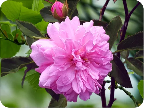 Caldwell Pink Rose Bush - Raíz antigua reliquia propia - Rosa Hybrid - Planta viva - Flor doble perpetua fragante - Emerald Goddess Gardens -