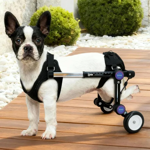Miniatura 8 de Silla de ruedas ajustable para perros para patas traseras, soporte de movilidad, silla de ruedas ligera para mascotas con patas traseras