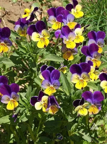 Miniatura 4 de 500 semillas de flores de viola Johnny Jump UP Helen Mount Tricolor Flower
