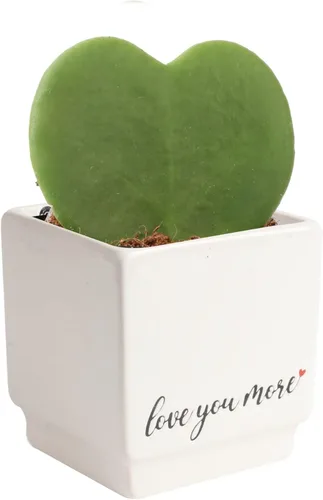 Miniatura 5 de Costa Farms Hoya Heart - Planta tipo suculenta viva de interior, 5 pulgadas de alto, en recipiente de cerámica blanca en forma de globo