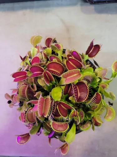 Miniatura 2 de 3 pequeñas trampas gigantes Venus para moscas (plantas carnívoras) de 3 pulgadas