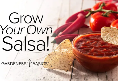 Miniatura 4 de Gardeners Basics, Paquetes de semillas de cultivo de salsa reliquia, semillas de tomate Roma VF, jalapeño, cilantro, anaheim y cebolla para jardín